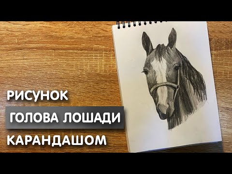 Видео: Как нарисовать голову лошади карандашом | Рисунок для начинающих поэтапно