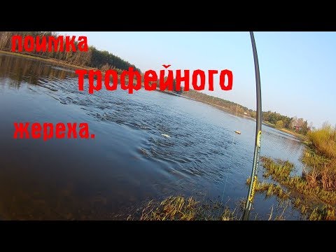 Видео: ТРОФЕЙНЫЙ ЖЕРЕХ НА Salmo trill 7.РЕКА НЕМАН.РЫБАЛКА В БЕЛАРУСИ.