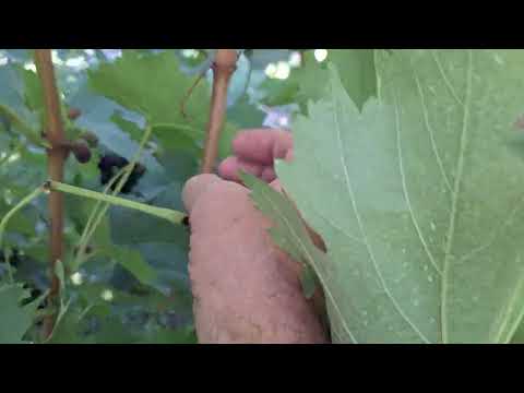 Видео: Виноград - Вкусняшка. Изумление. Надежда Азос. 2 сентября 2025 Белгород