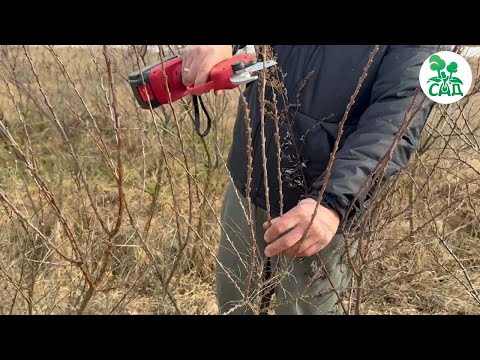 Видео: Облепиха. Находка для вашего сада.