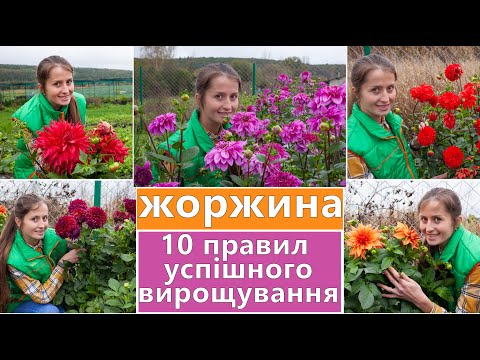Видео: ЖОРЖИНИ 🌸 10 ОСНОВНИХ ПРАВИЛ ВИРОЩУВАННЯ 🌱