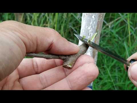 Видео: Прививка Шелковицы Летом / Mulberry Grafting Summer