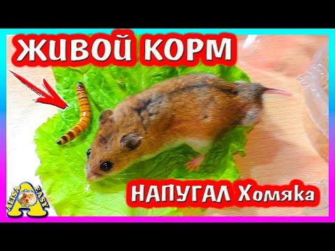 Видео: ХИЩНЫЙ ХОМЯК / ЖИВОЙ КОРМ Зоофобас для Хомки / Alisa Easy Pets