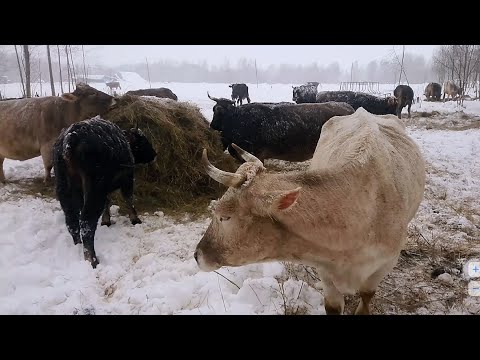 Видео: Костромич ушёл на стейки 🥩 Педикюр у коров.