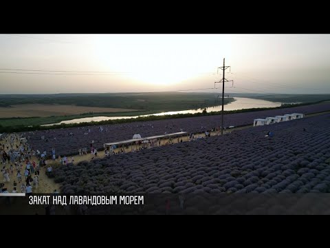 Видео: Лавандовый праздник от рассвета до заката