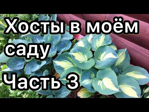 Видео: Хосты в моём саду Часть 3 Обзор