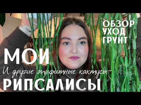 Видео: ОБЗОР моих РИПСАЛИСОВ | уход | ГРУНТ | КОЛЛЕКЦИЯ лесных кактусов | ЭПИФИЛЛУМЫ | УКОРЕНЕНИЕ