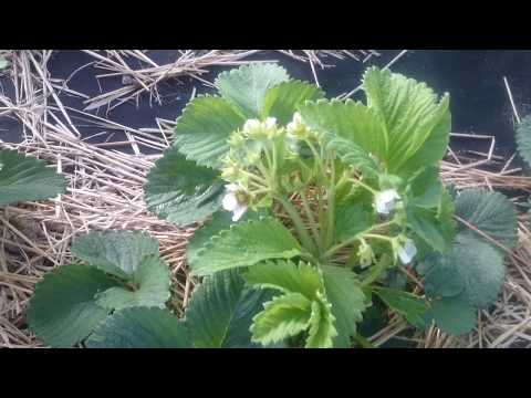 Видео: Не зацвела новая земляника. Что делать?