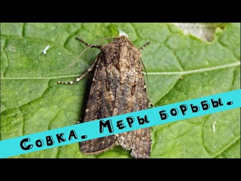 Видео: ✔ Подгрызающие совки. Меры борьбы и профилактики против совки.