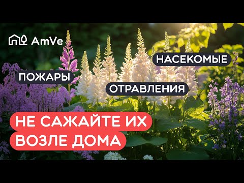 Видео: Что нельзя сажать возле дома? Опасные растения