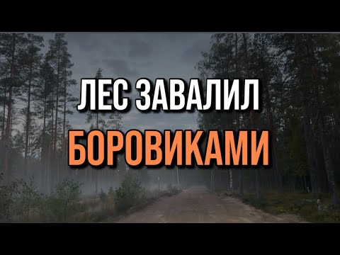 Видео: 💥💣ЛЕС ВЗОРВАЛСЯ БОРОВИКАМИ! ЭТО НАДО ВИДЕТЬ! Грибы 2025