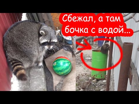 Видео: VLOG Лимон сбежал через дырку в заборе