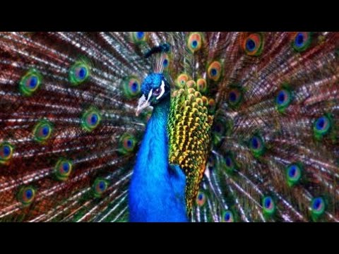 Видео: Зоопарк Кишинёв 