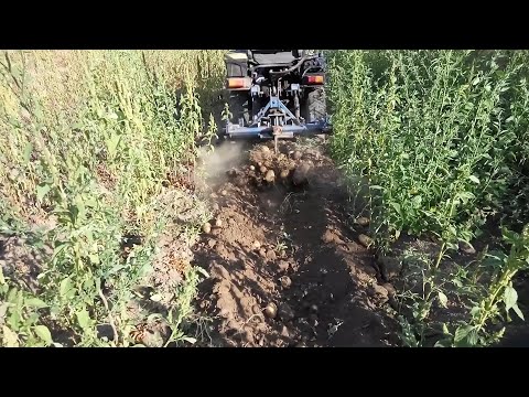 Видео: УРОЖАЙ КАРТОФЕЛЯ 2020 сорта КОПКА МИНИТРАКТОРОМ
