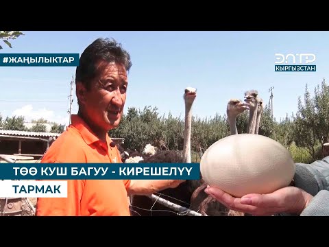 Видео: ТӨӨ КУШ БАГУУ - КИРЕШЕЛҮҮ ТАРМАК