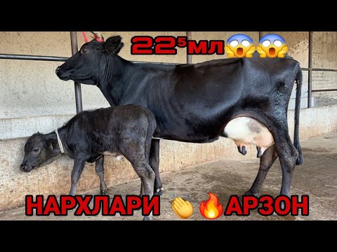 Видео: АКМАЛ АКАДАН 3 БОШ РУЗГОРБОБ НАРХЛАРИ АРЗОН ОЛАДИГОН СИГИРЛАР СОТИЛАДИ SIGIRLAR 12 сентября 2025 г