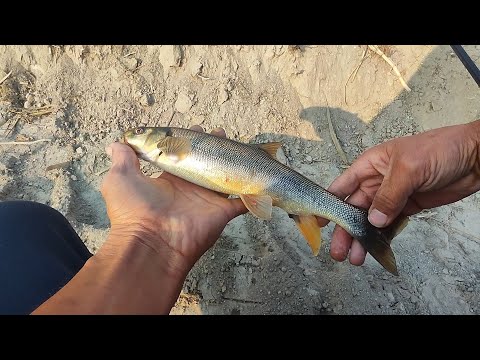 Видео: осенняя рыбалка на маринку