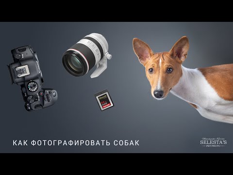 Видео: Как снимать собак • трейлер урока