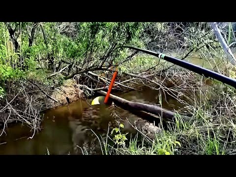 Видео: ЗАКИНУЛ УДОЧКУ В РУЧЕЙ!!СУДАК,ЛЕЩ,ЯЗЬ,ПЛОТВА КЛЮЕТ НА СПИННИНГ И ДОНКУ!Рыбалка 2023 с ночевкой