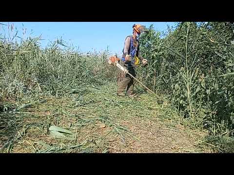 Видео: Stihl fs 490C-EM ,леска 5мм против камыша и лебеды .