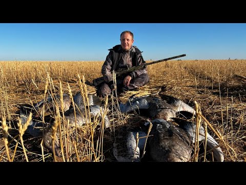 Видео: Лучшая ОХОТА на ГУСЯ в ЖИЗНИ! САМОЕ УНИКАЛЬНОЕ ОХОТХОЗЯЙСТВО в МИРЕ!