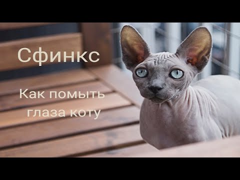 Видео: Как помыть глаза коту сфниксу