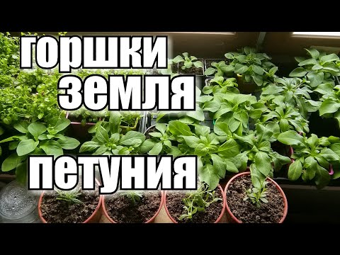 Видео: В какой грунт посадить петунию для горшков вазонов!?!/ Обзор рассады петунии,лобелии,лаванды/ #цветы