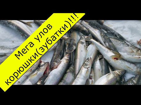 Видео: Мега улов корюшки (зубатки)!!!