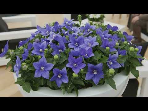 Видео: Платикодон. Декабрьский посев семян на рассаду