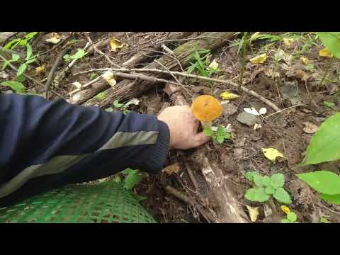 Видео: За подосиновиками в четвёртый раз на одно и тоже место.