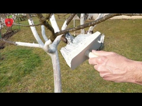 Видео: Когда, как и почему красят фруктовые деревья? Многие совершают ошибки...