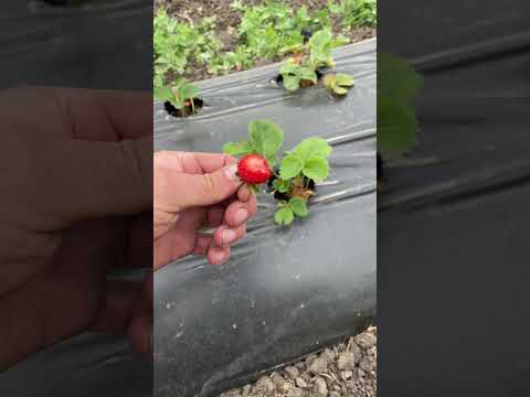 Видео: Ремонтантный сорт клубники кабрилло