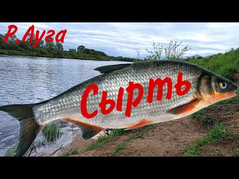 Видео: Сырть на Луге не кончается/ Отличный клёв Вимбы/ Рыбец ещё нерестится