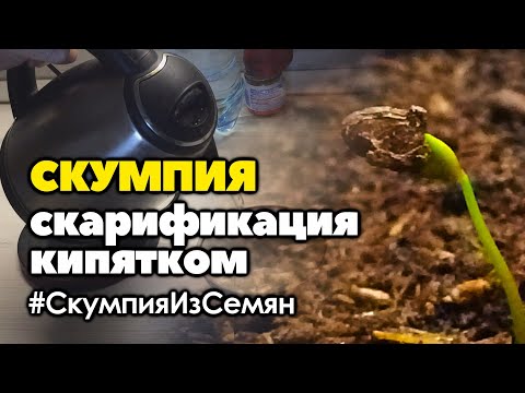 Видео: 👍 Скумпия выращивание из семян | Скарификация кипятком.