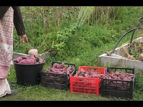 Видео: Выращиваем Батат во Владимирской области - полный цикл. 36кг из одного клубня.