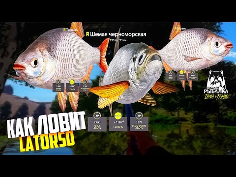 Видео: Русская рыбалка 4.🎣 р. Северский Донец 🐟🐟🐟💦 КАК ЛОВИТ LATORSO 👀