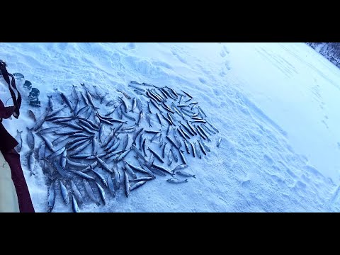Видео: Рипус на озере Инголь.  Любимая рыбалка!