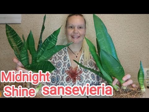 Видео: 3я пересадка сансевиерии, Миднайт Шайн сансевиерия (Блэк Даймонд) #сансевиерия #пересадкарастений