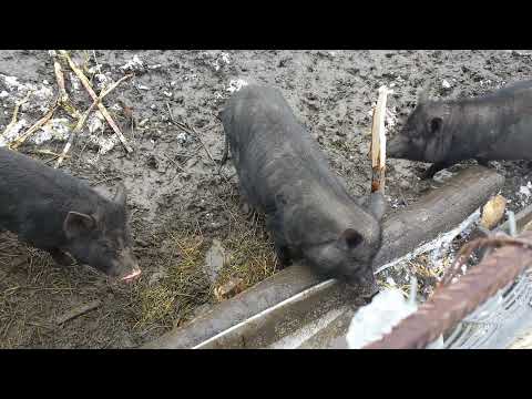 Видео: вєтнамські свині вигідно тримати чи ні
