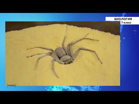 Видео: 7 класс - КГ - Биология - №8 - Муунак буттуулар тибине жалпы мүнөздөмө жана алардын көп түрдүүлүгү