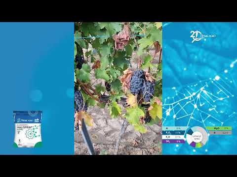 Видео: Успешна технология с KALISPRINT 6-11-21 при лозя, Видинско