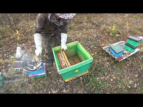 Видео: КАК ПОДСИЛИТЬ МАЛЕНЬКИЙ ОТВОДОК В ЗИМУ ПЧЕЛОЙ ИЗ СОСЕДНЕГО УЛЬЯ