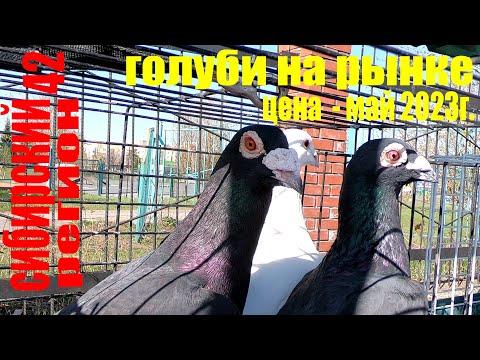 Видео: ГОЛУБИ.ЦЕНА ГОЛУБЕЙ-май 2023г.Рынок г.Анжеро-Судженск.