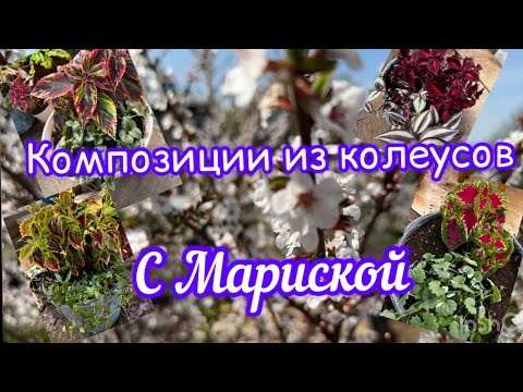 Видео: Композиции из колеусов