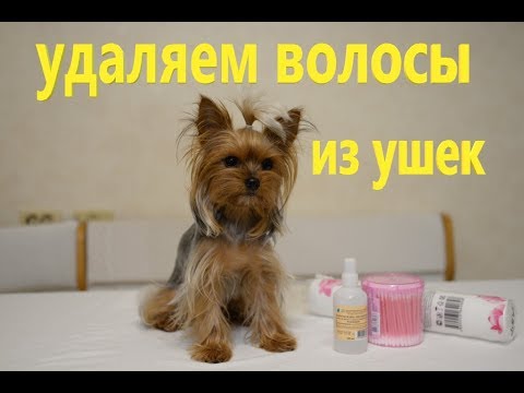 Видео: Как ухаживать за ушами Йоркширского терьера. Выщипываем волосы