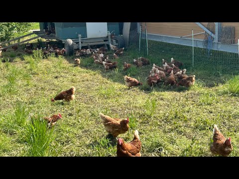 Видео: Ферма в Германии.Мобильный курятник,пастбище для кур и новый посев.