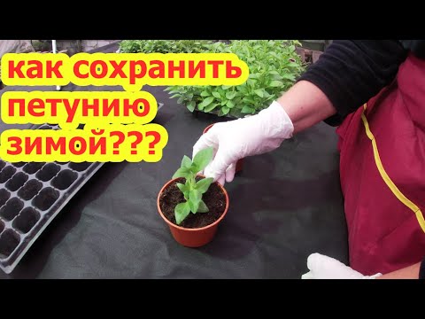 Видео: КАК СОХРАНИТЬ ПЕТУНИЮ ЗИМОЙ?