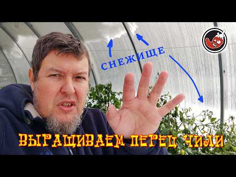 Видео: ТЕПЛИЦА ПОД СНЕГОМ, ЖИВ ЛИ ПЕРЕЦ?!