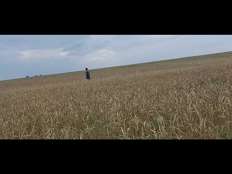 Видео: Жизнь в селе#Казахстан#Едем смотреть пшеницу.Делаю кабачковую икру.
