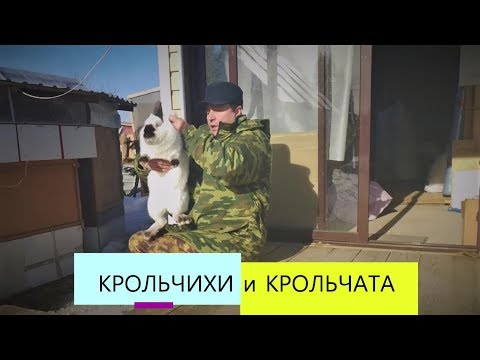 Видео: Сколько крольчат рождается у крольчихи? КРОЛЬЧИХА  КРОЛЬЧАТА